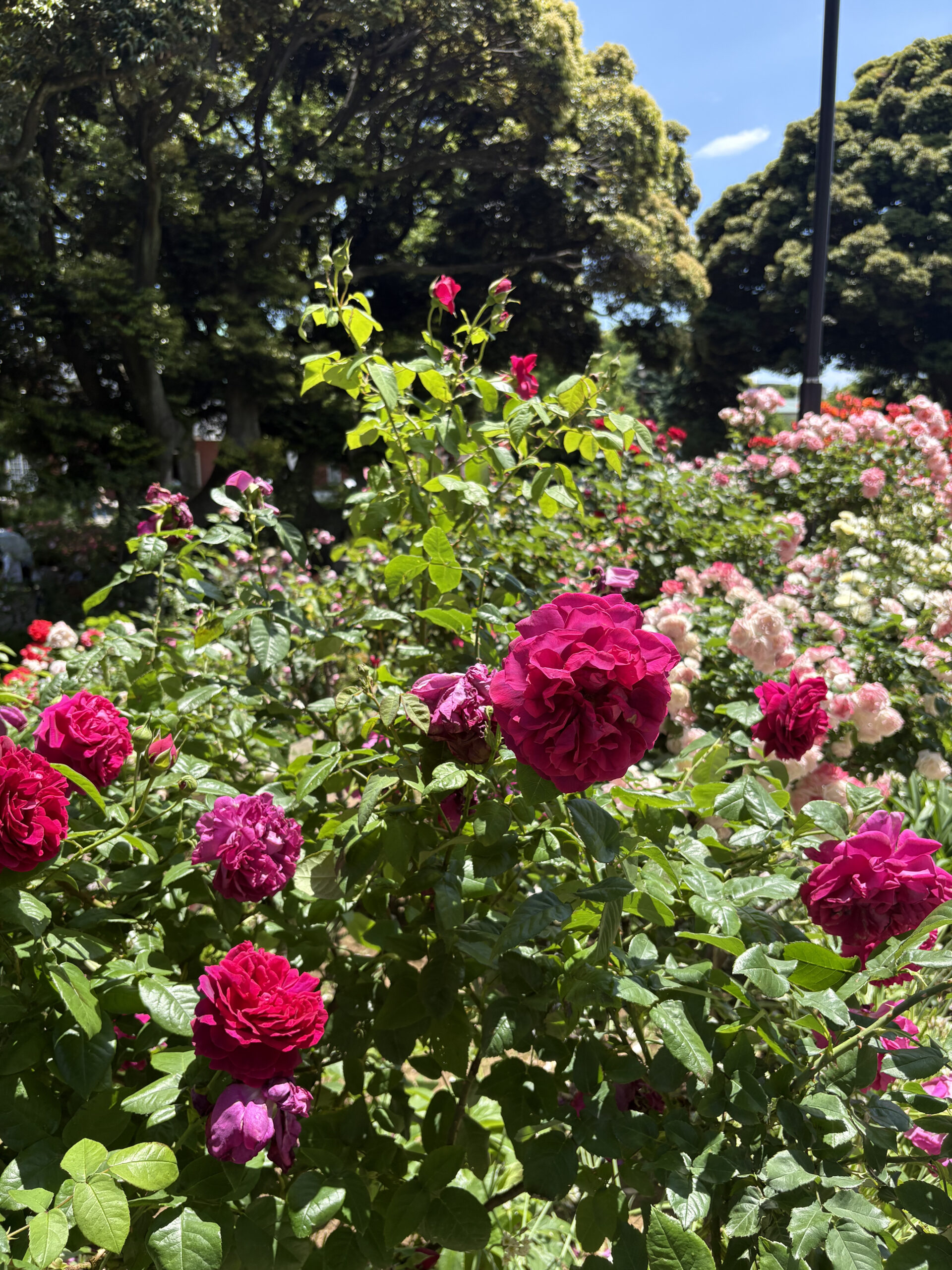 横浜のバラが主役になる季節。写真映えさんぽへ。の画像5