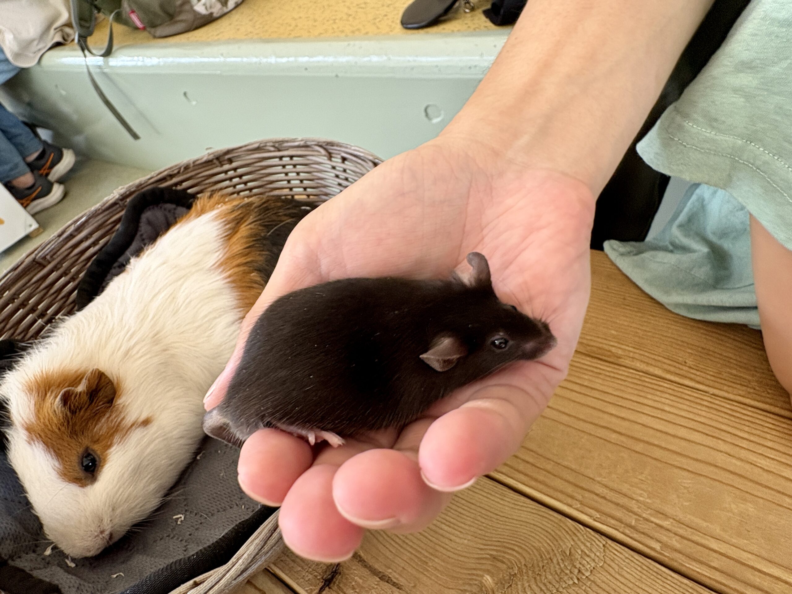 休園前の今こそ、親子で“無料の”野毛山動物園への画像3