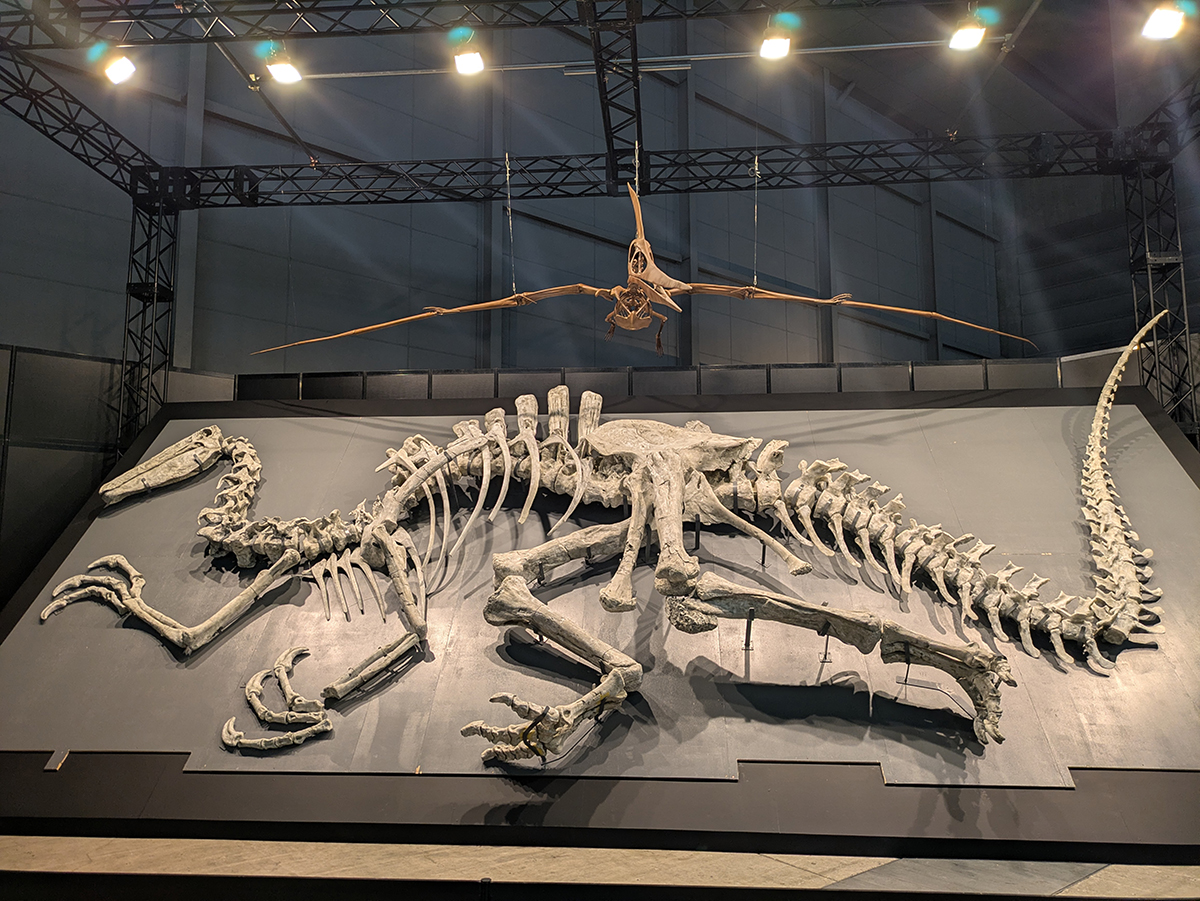 『ヨコハマ恐竜展2026』内覧会レポート!食から解き明かす恐竜のリアルな生態の画像3