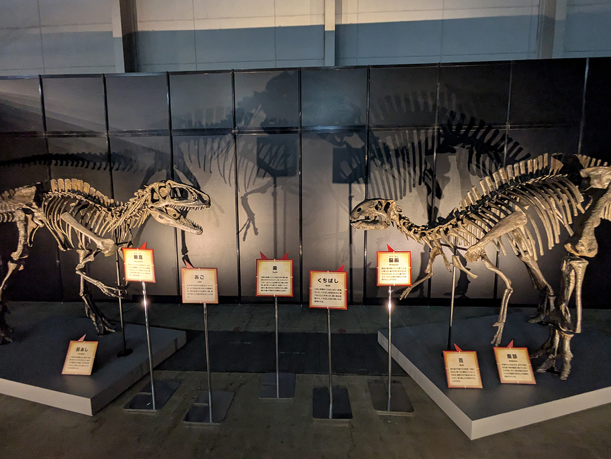 『ヨコハマ恐竜展2026』内覧会レポート!食から解き明かす恐竜のリアルな生態の画像4