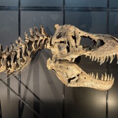ヨコハマ恐竜展2026で買うならこれ！編集部イチ押し“推しお土産”を集めました。