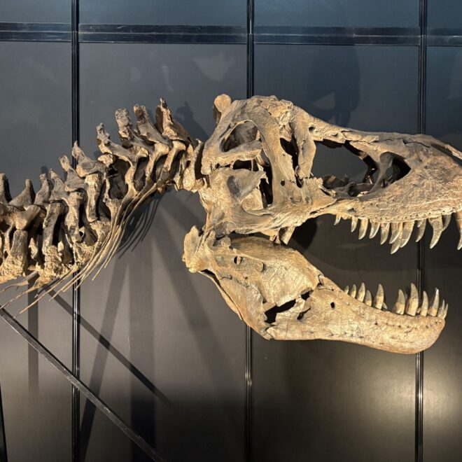 ヨコハマ恐竜展2026で買うならこれ！編集部イチ押し“推しお土産”を集めました。