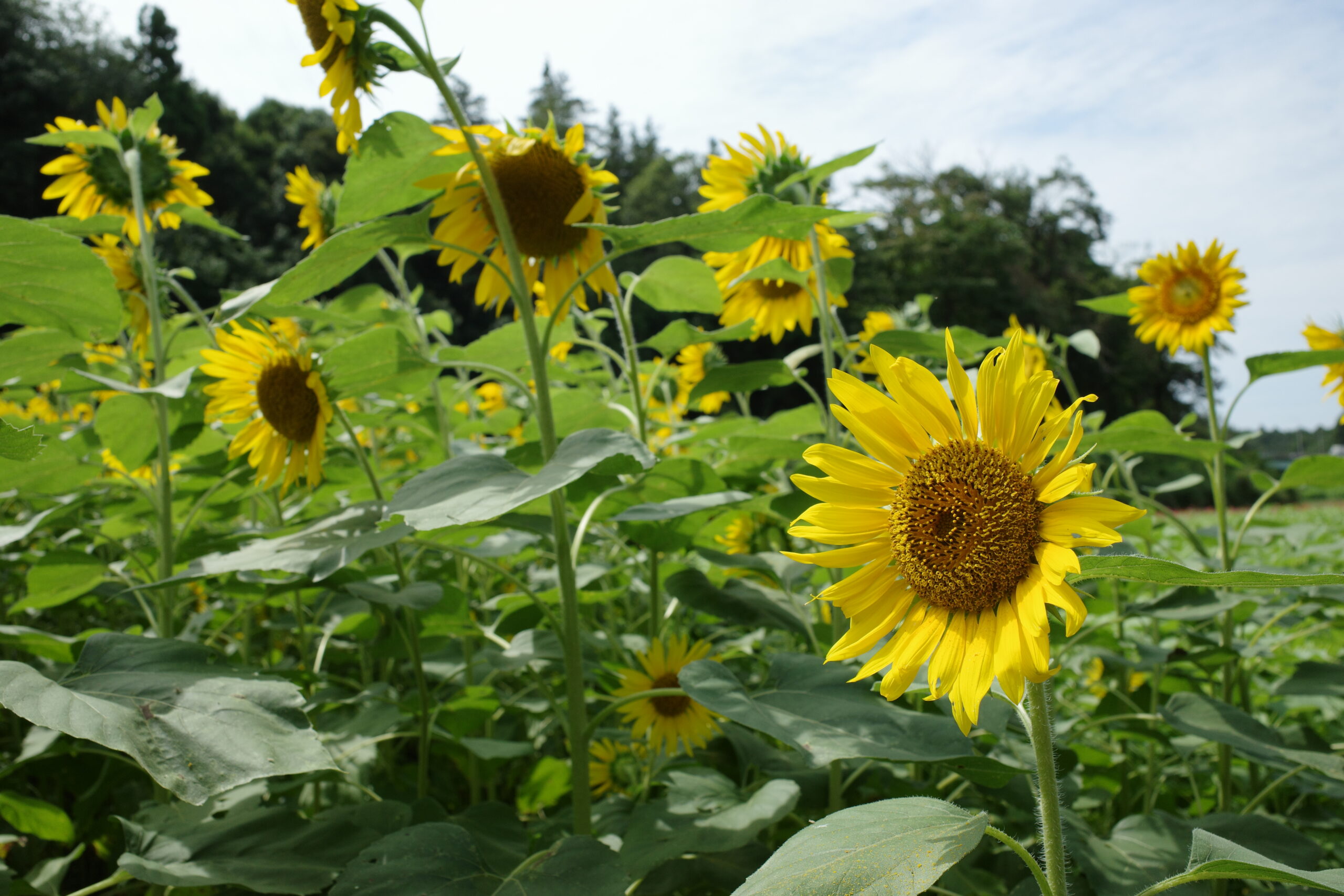 ひまわり、咲いてます。旭区・追分市民の森で夏を深呼吸の画像1