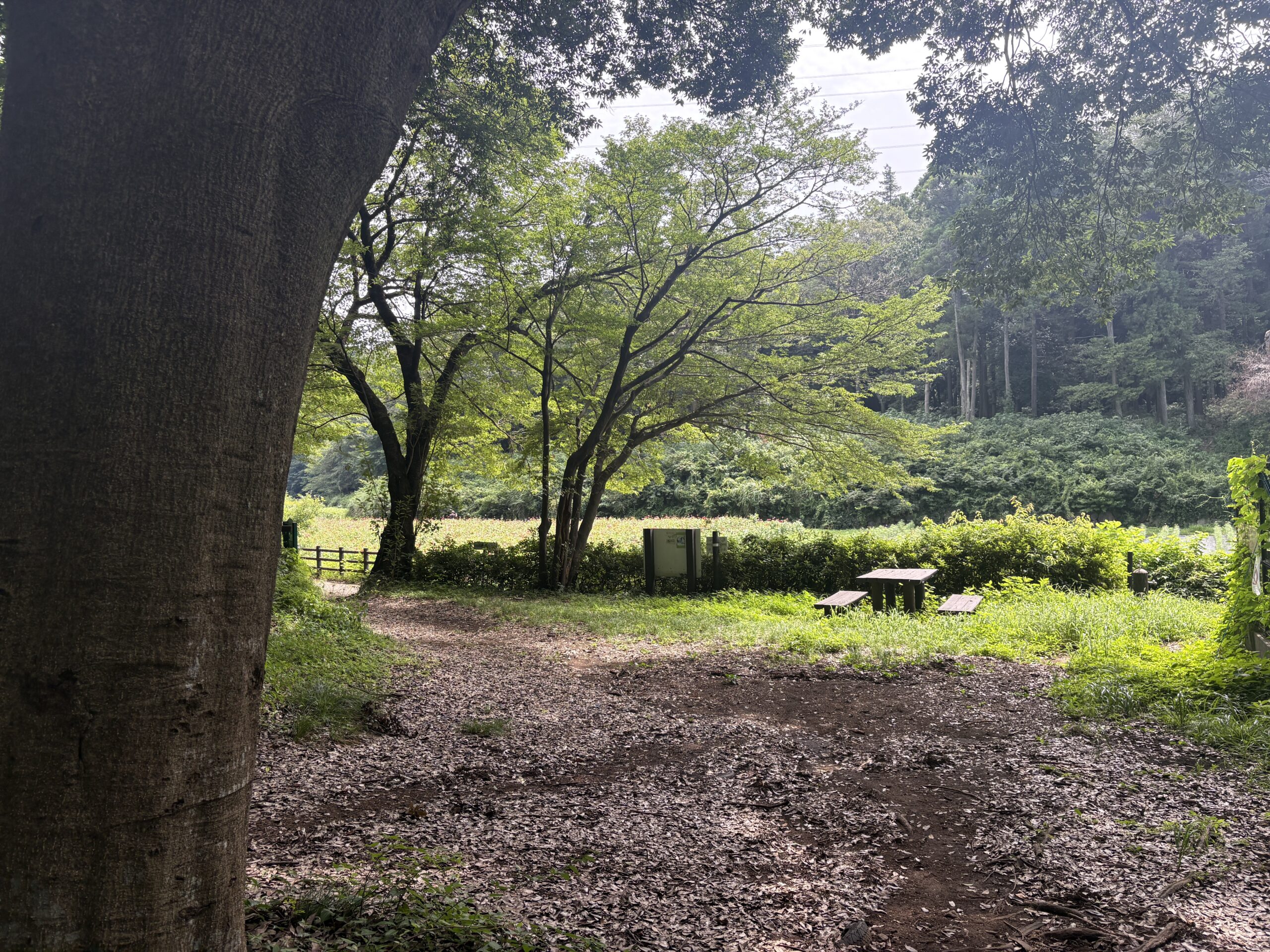 ひまわり、咲いてます。旭区・追分市民の森で夏を深呼吸の画像3