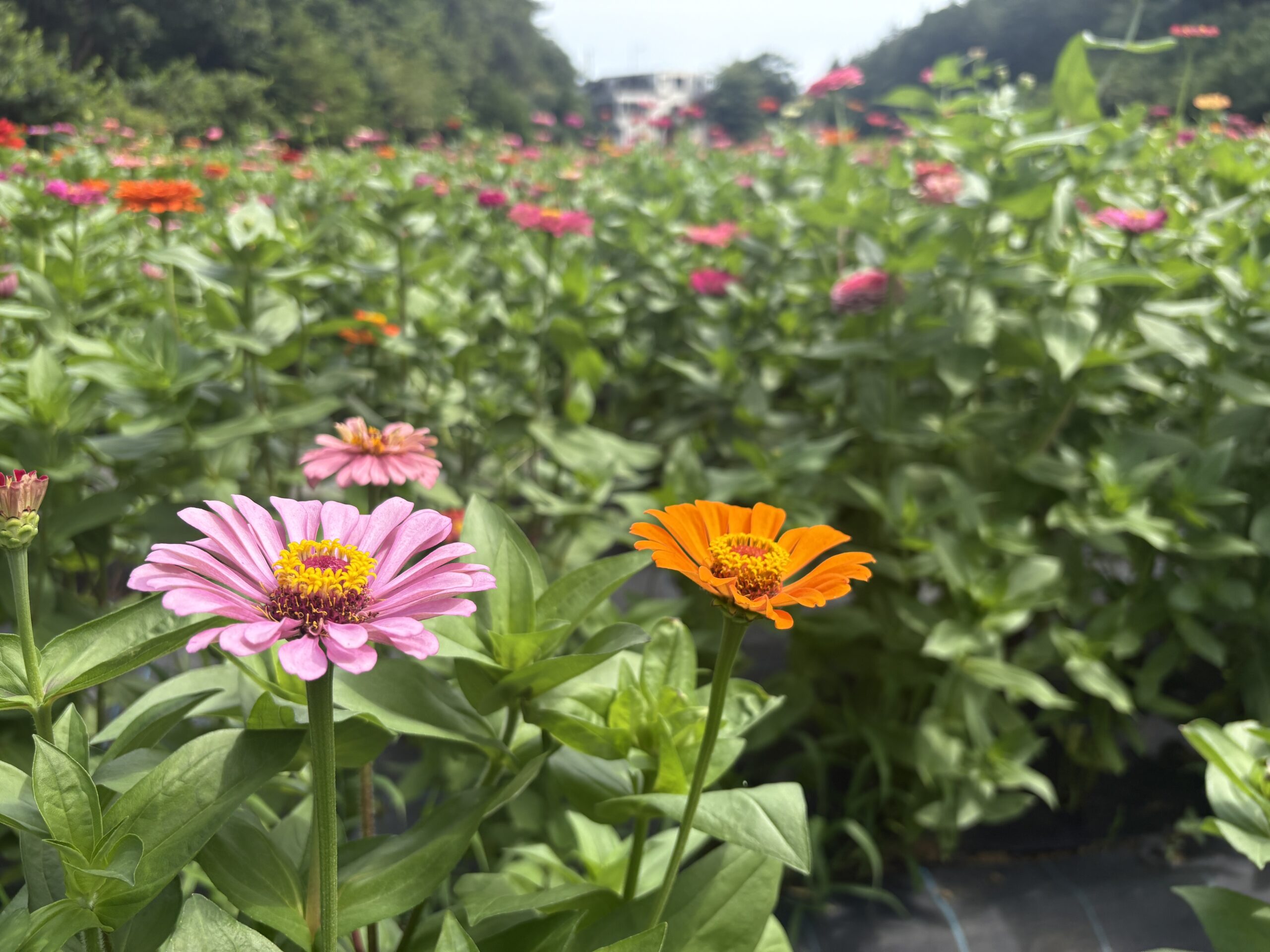 ひまわり、咲いてます。旭区・追分市民の森で夏を深呼吸の画像4