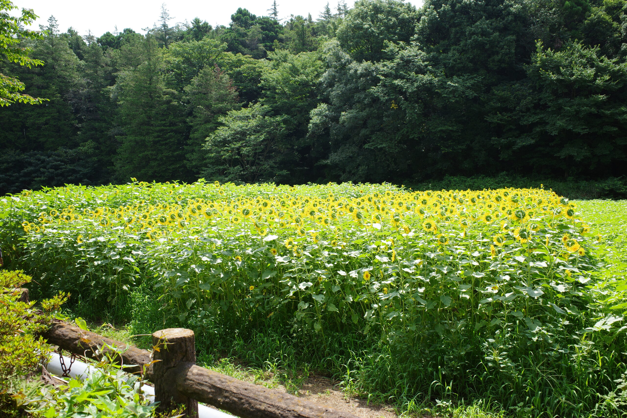 ひまわり、咲いてます。旭区・追分市民の森で夏を深呼吸の画像5