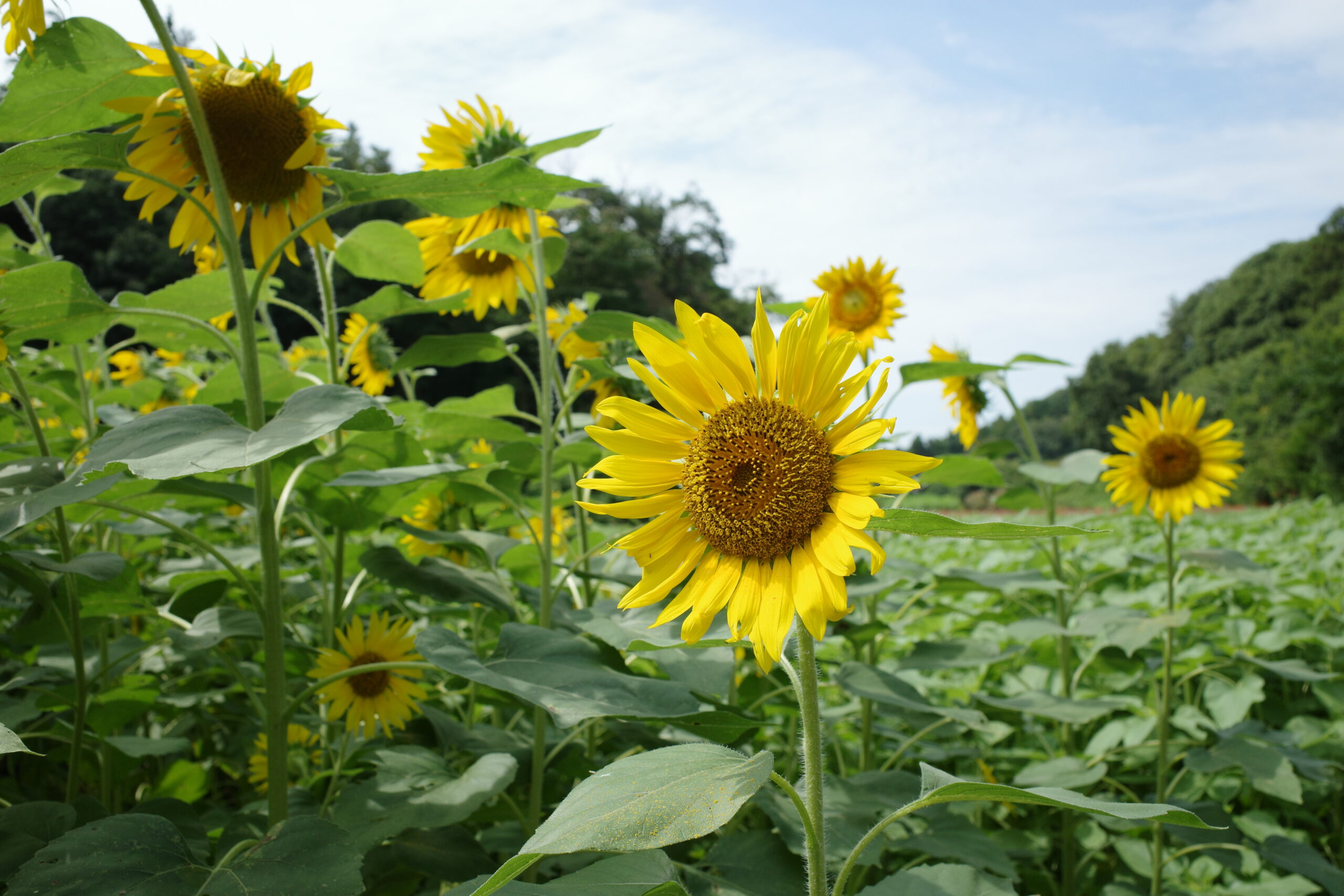 ひまわり、咲いてます。旭区・追分市民の森で夏を深呼吸の画像6
