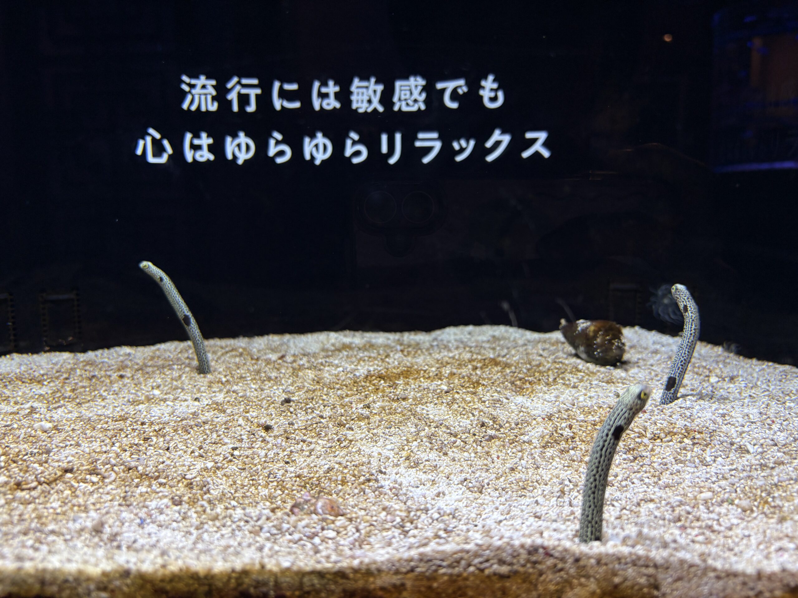 【作成中】横浜開運水族館で開運体験!“運気アップ”な不思議な水族館への画像9