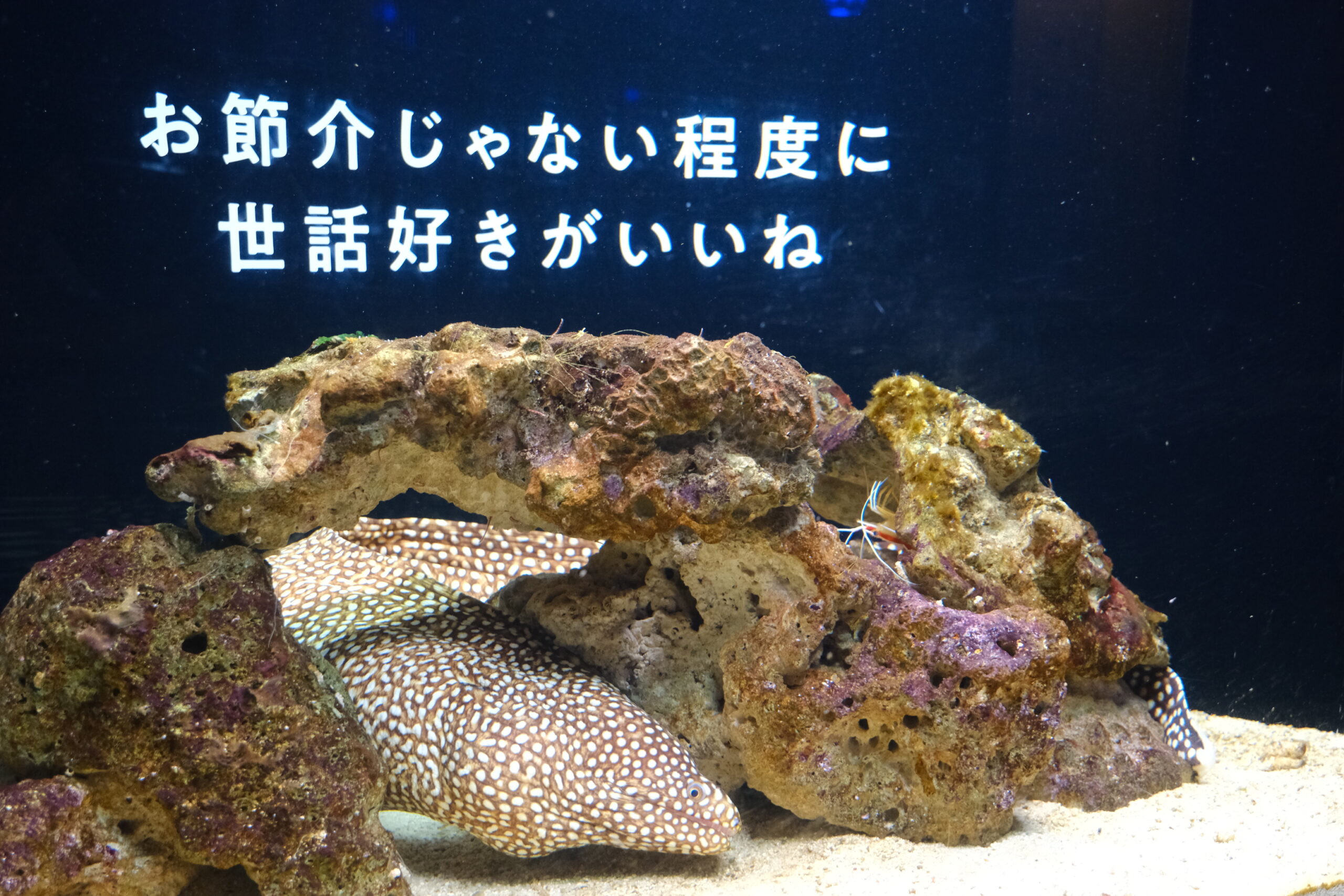 【作成中】横浜開運水族館で開運体験!“運気アップ”な不思議な水族館への画像12