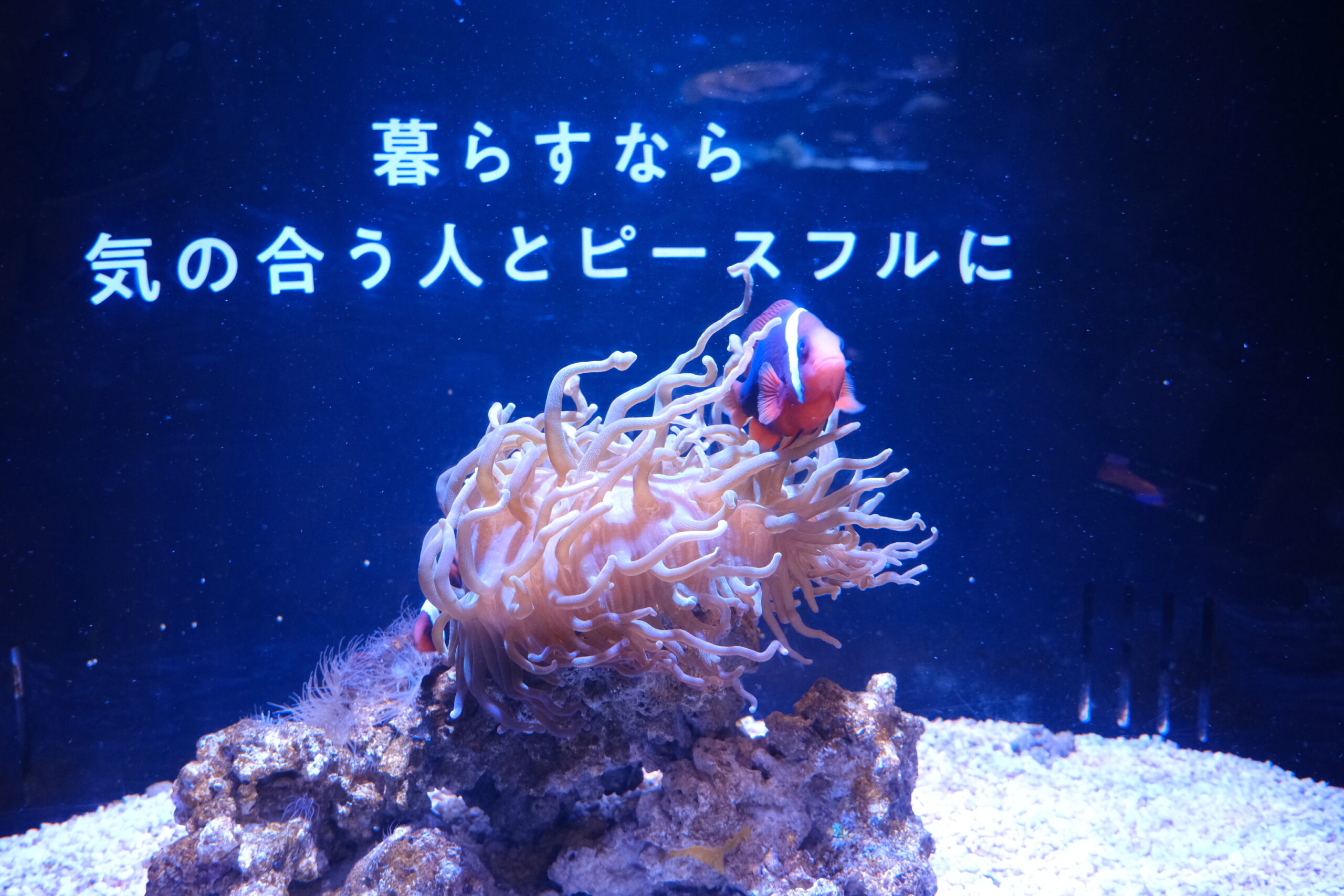 【作成中】横浜開運水族館で開運体験!“運気アップ”な不思議な水族館への画像13