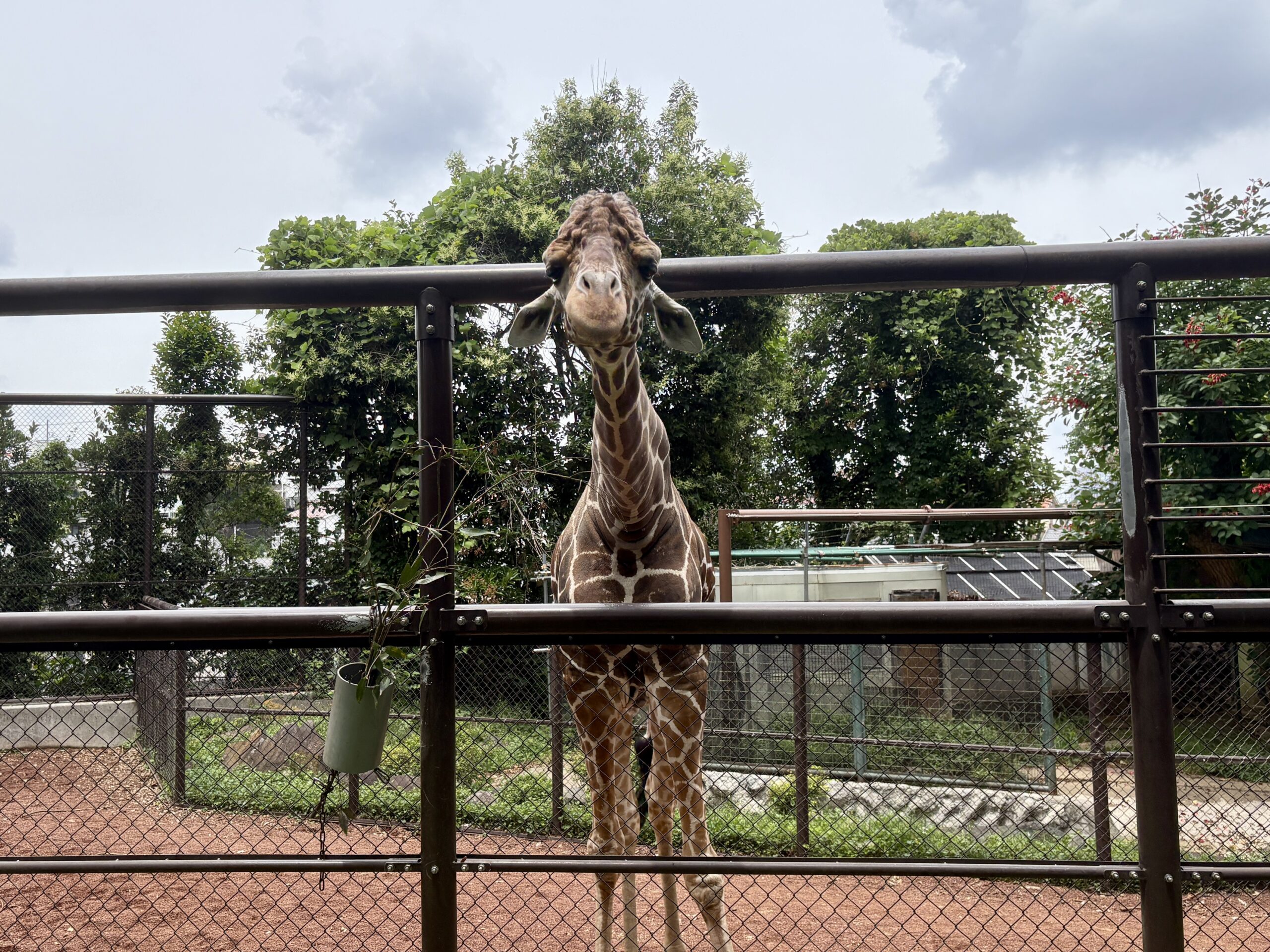 休園前の今こそ、親子で“無料の”野毛山動物園への画像17