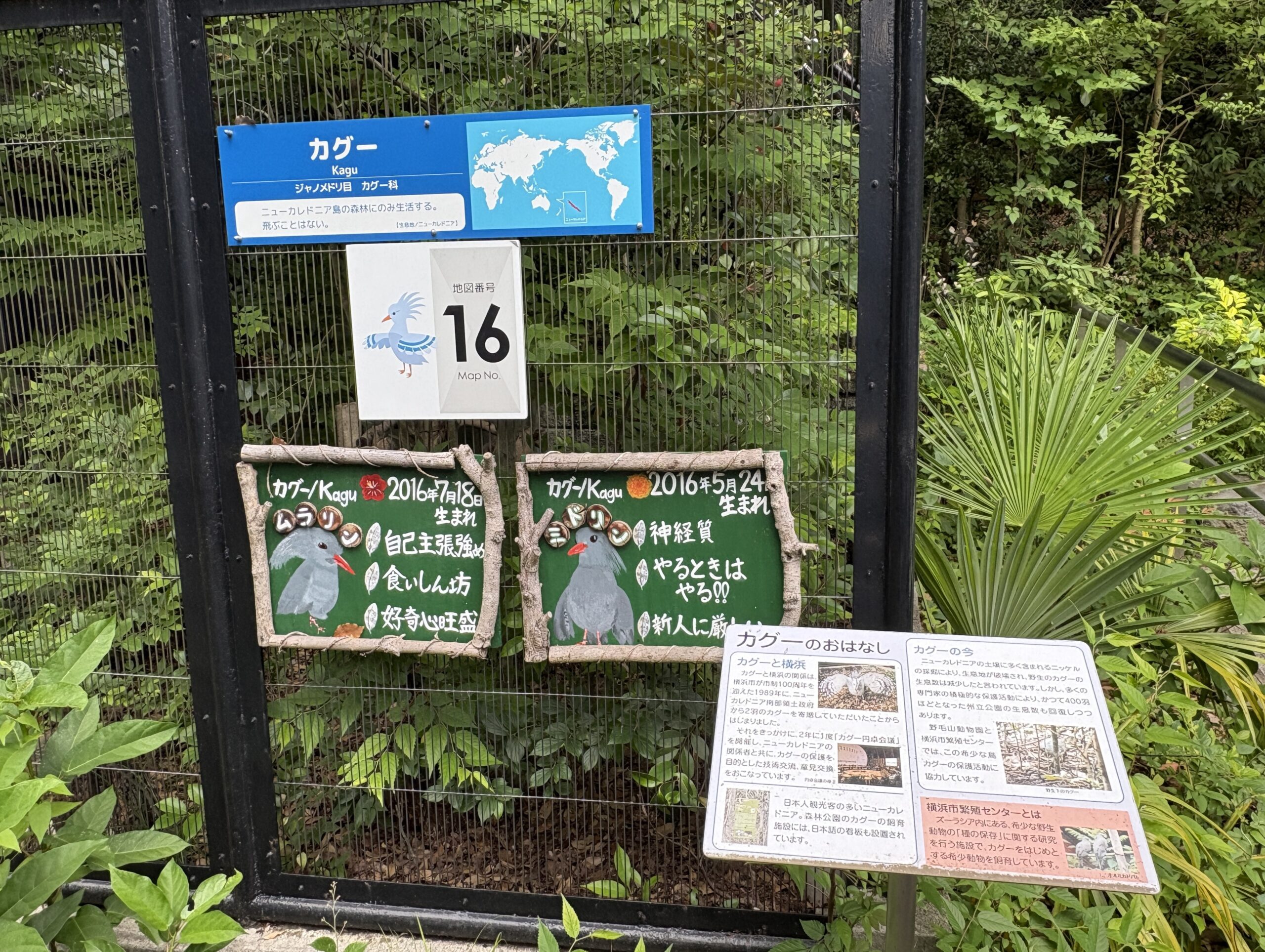 休園前の今こそ、親子で“無料の”野毛山動物園への画像19